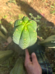 👑🌶️ Genesis — 10” Tip