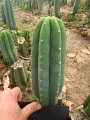 👑🌶️🌶️ Landfill — 10” Pup