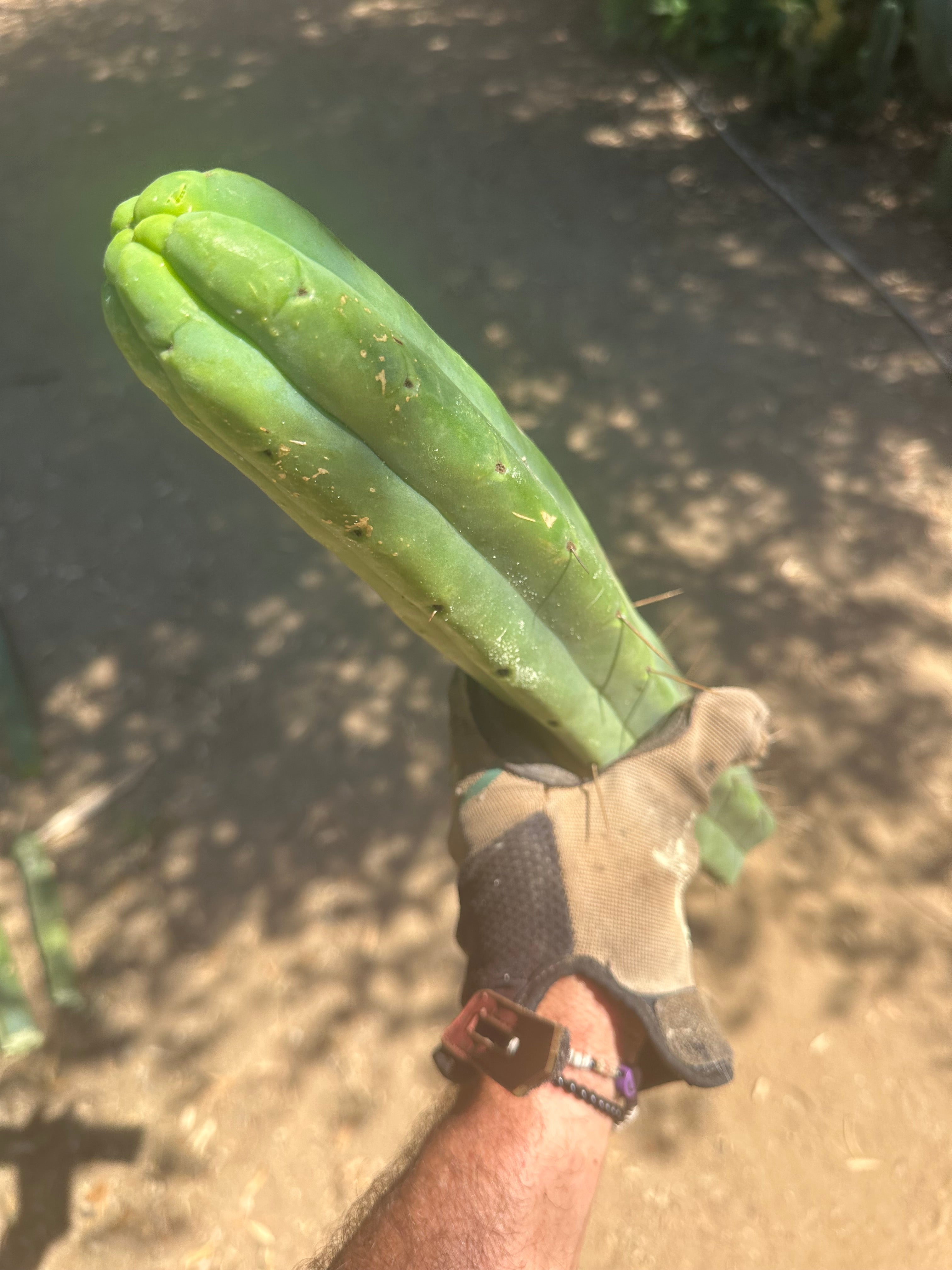 👑🌶️🌶️ Jiimz Twin  — XL 13” Tips (5)