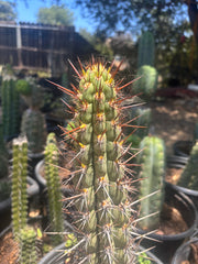 💎👑💎 T. Deserticola — 8” Tip