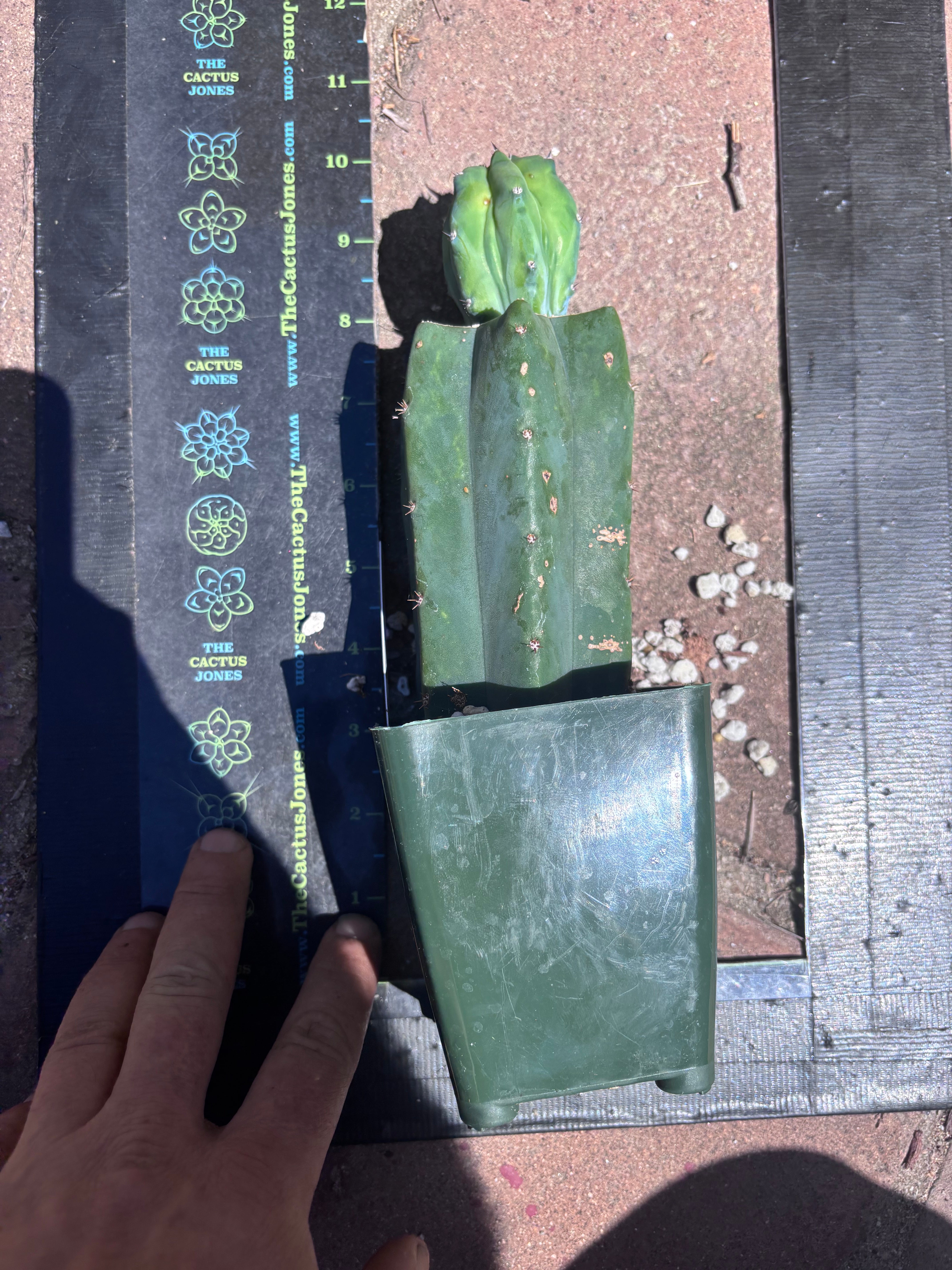 👑💎 Grecas Tip Graft — Rooted / Whole