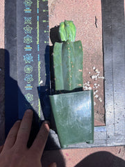 👑💎 Grecas Tip Graft — Rooted / Whole