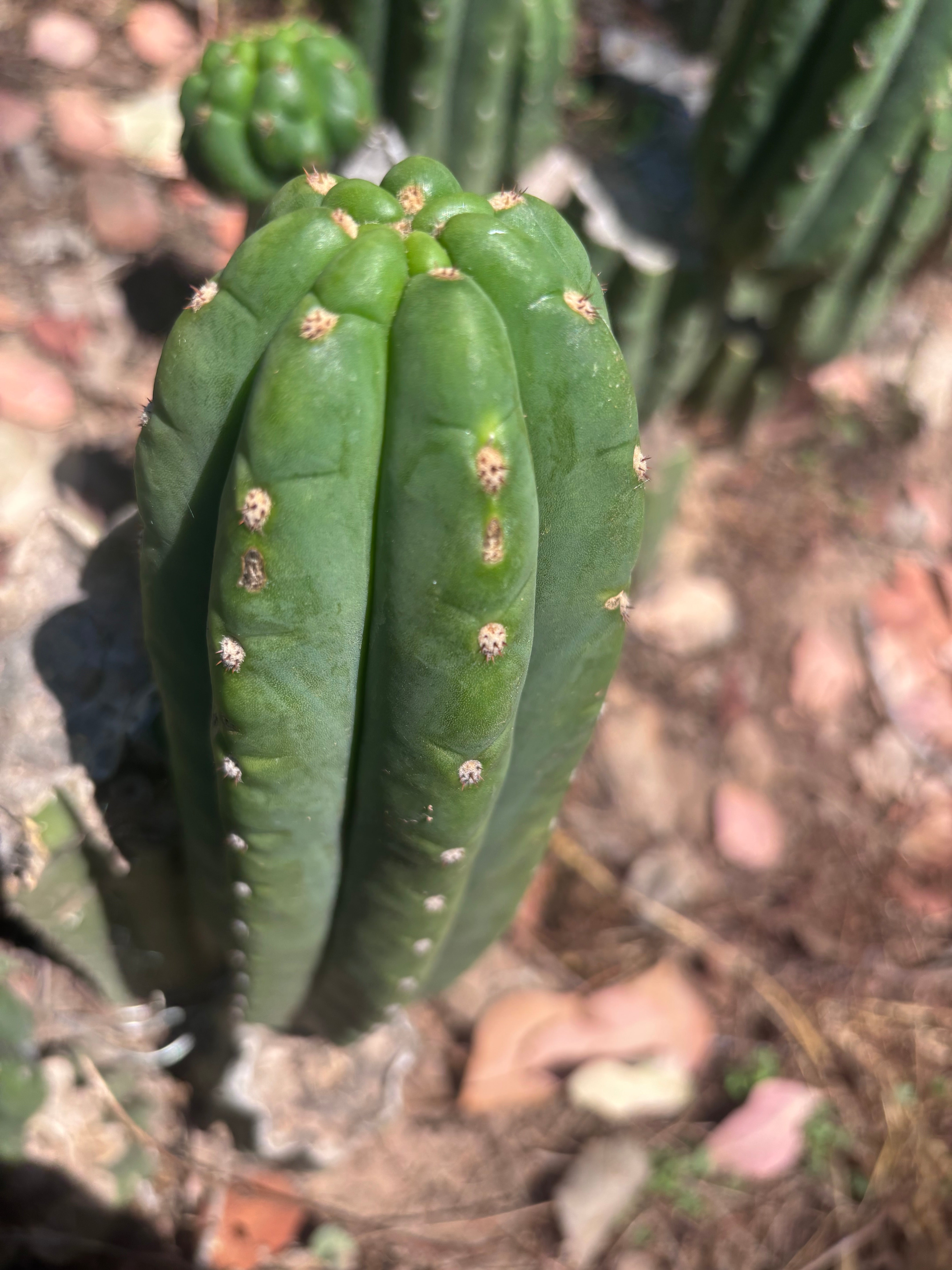 👑🌶️ The Field’s Pachanoi — 10” Pup