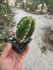 Restocked FREE Add On — Mature Tricho Seedlings — Various Genetics