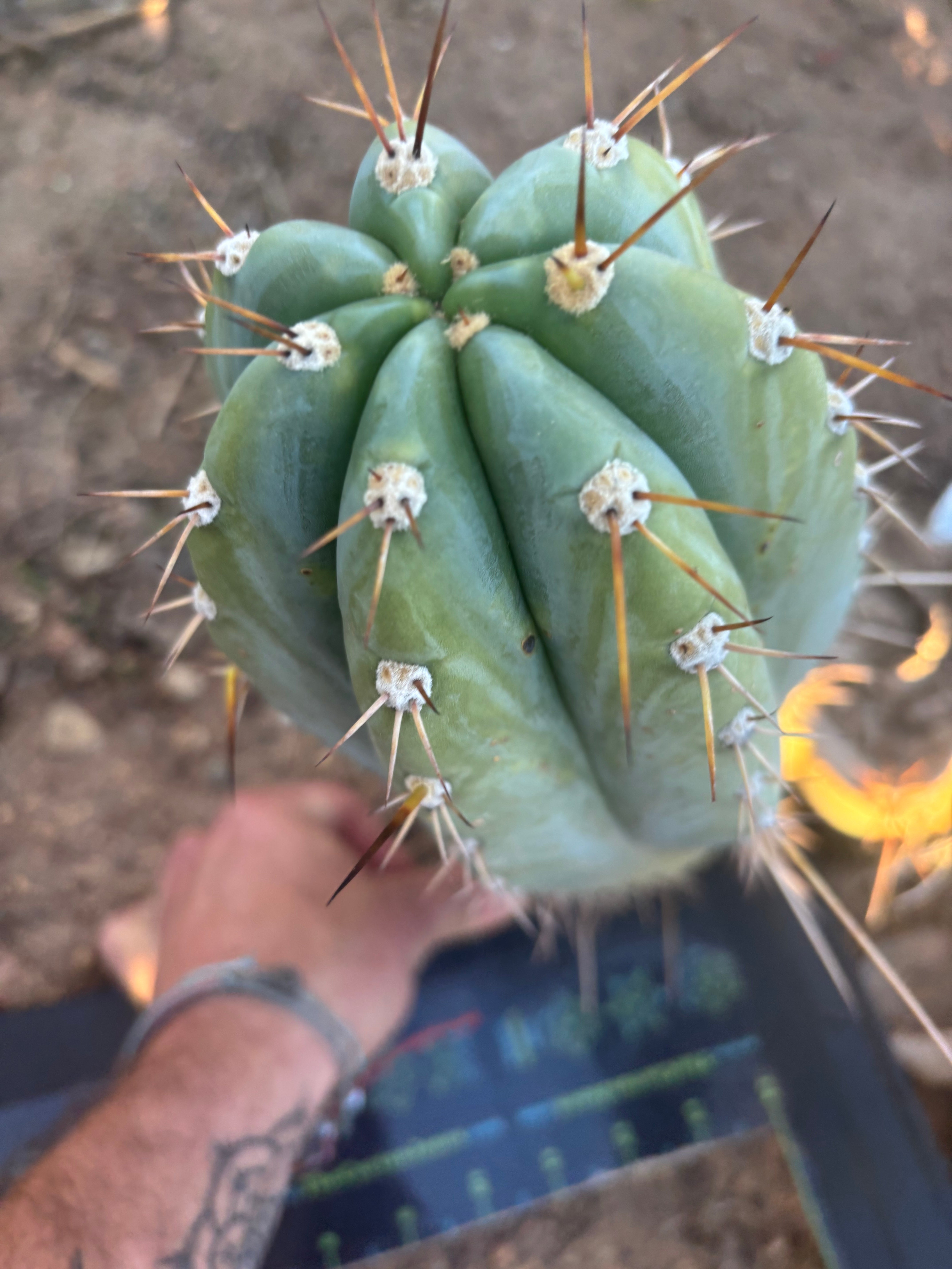 💎👑🌶️ CGG —  Another 12” Melon