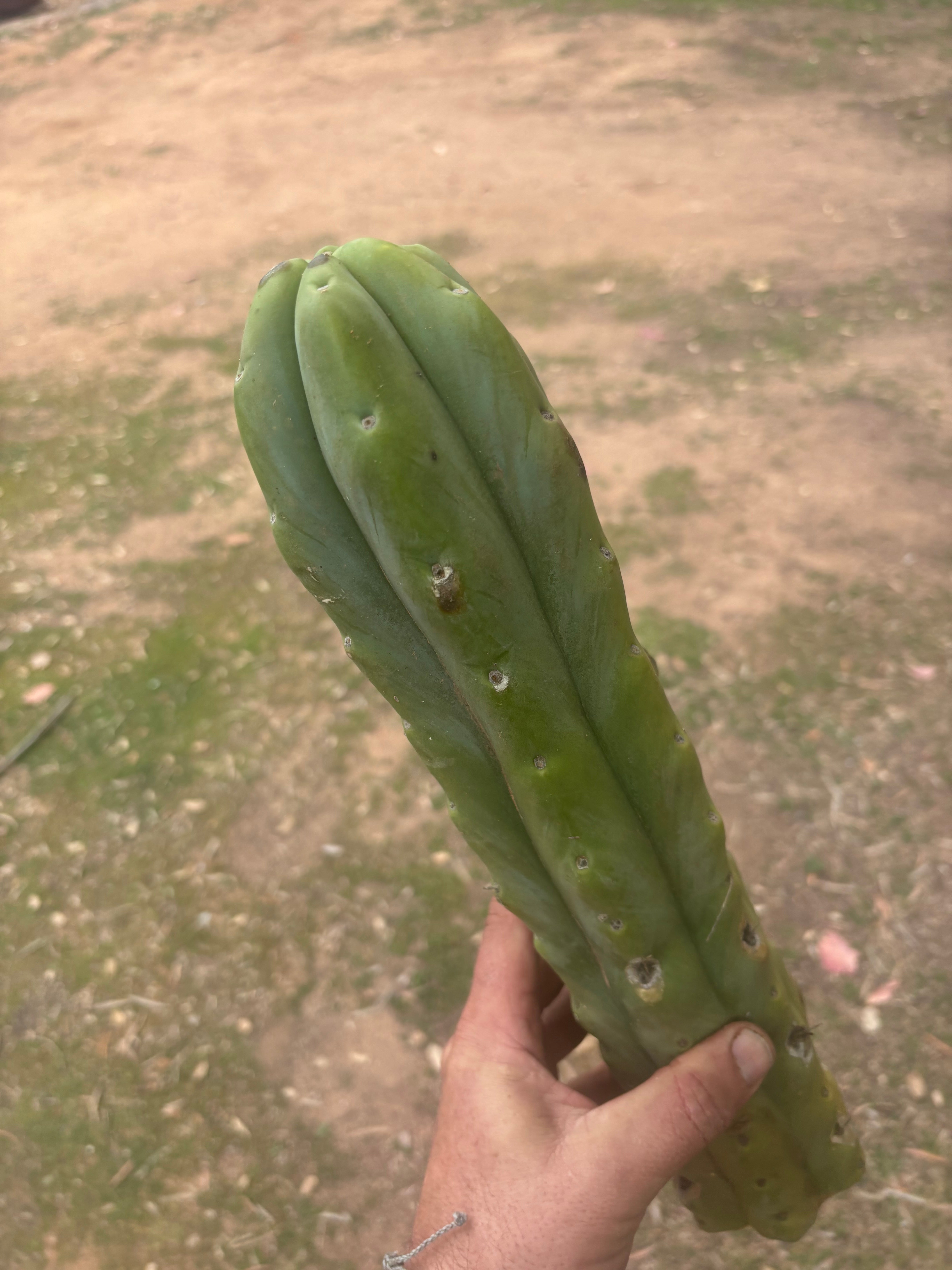 👑🌶️🌶️  Jiimz Twin Spine — XL Mature 15” Tips (Restocked)