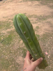 👑🌶️🌶️  Jiimz Twin Spine — XL Mature 15” Tips (Restocked)