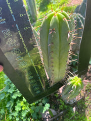 👑🌶️ DeLorean — 11” Pup