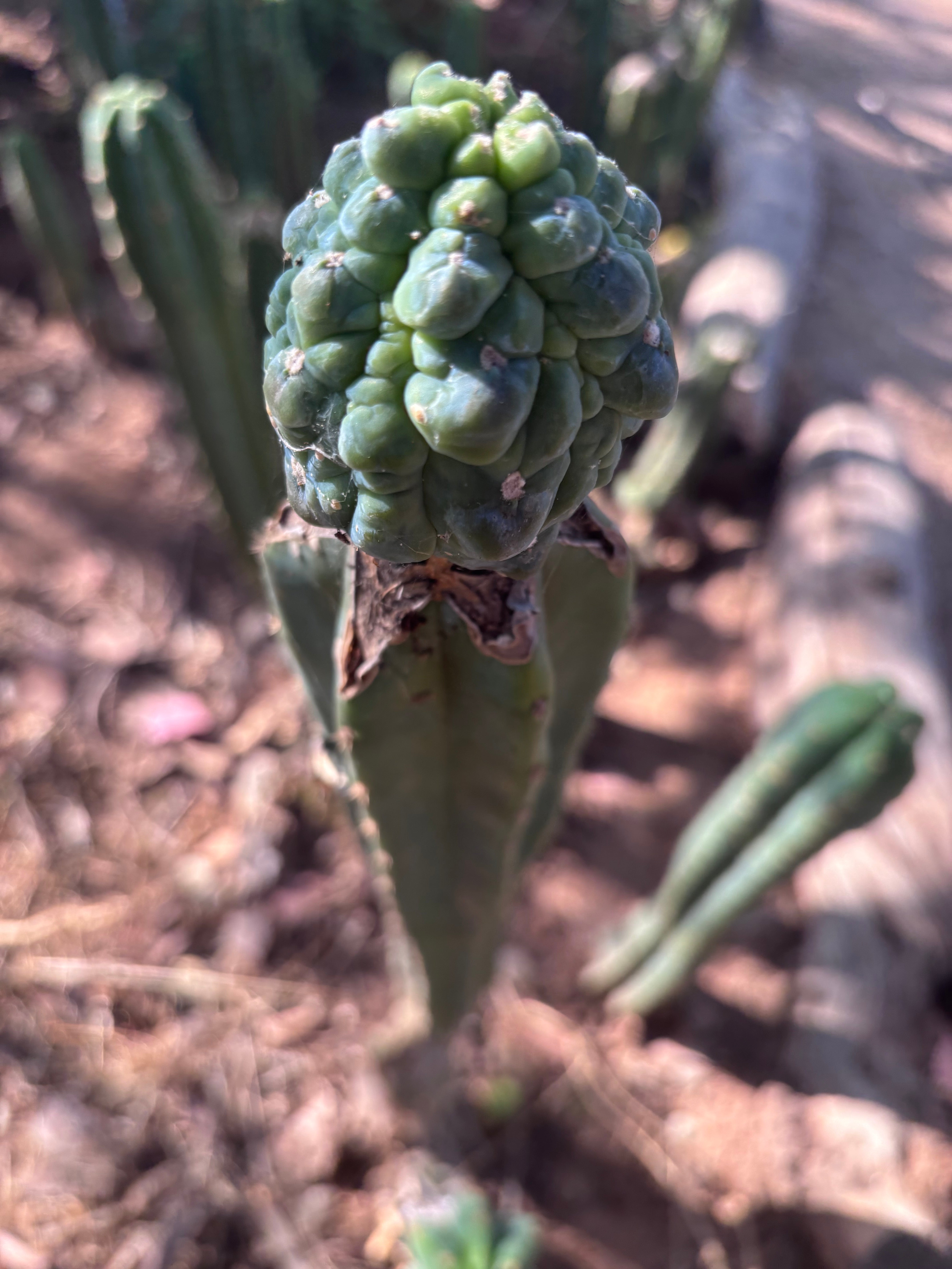 👑💎 Aaaand Again … Another Glorp Graft