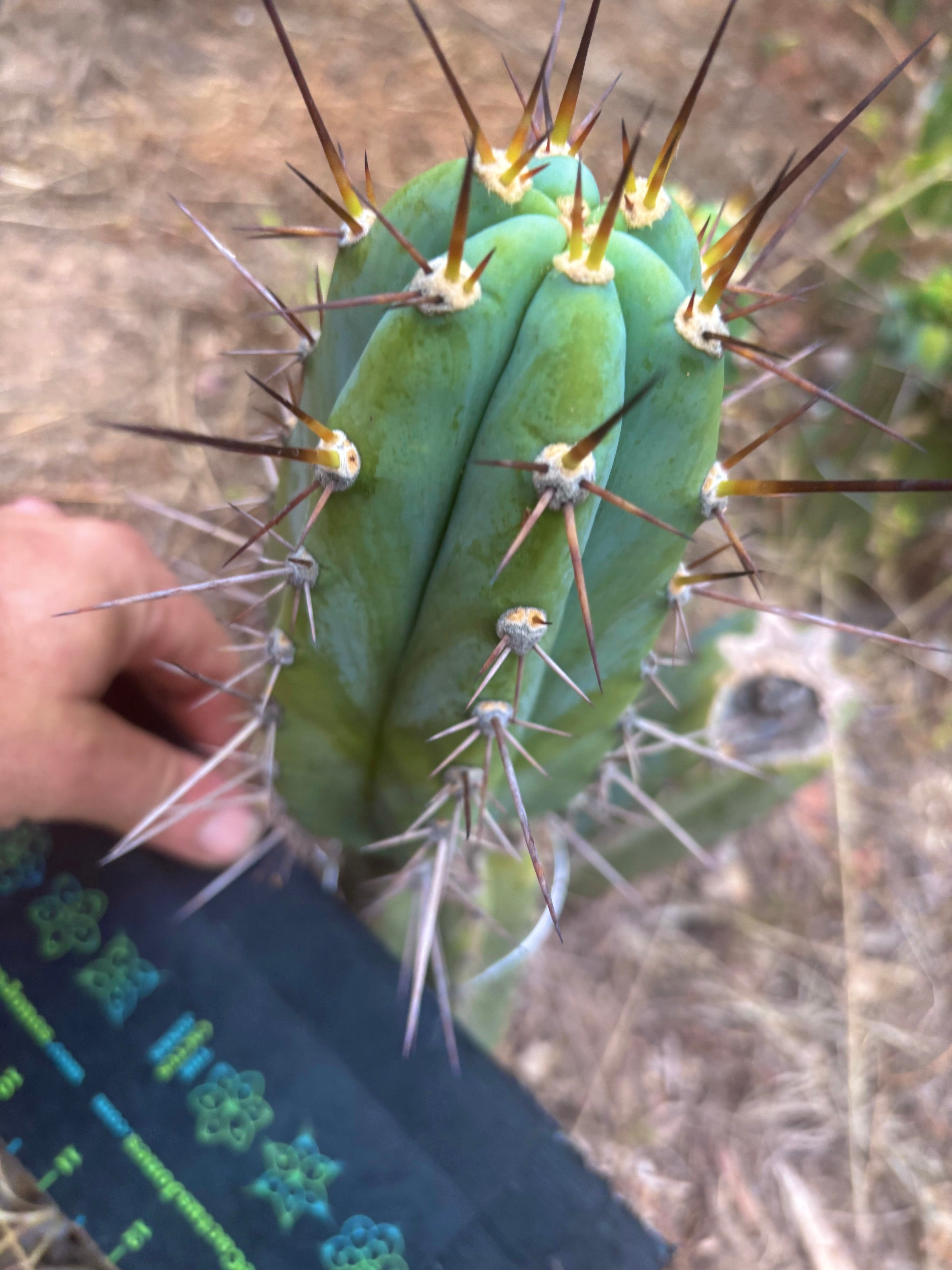 💎👑 Rosei 2 — 7.5” Pup