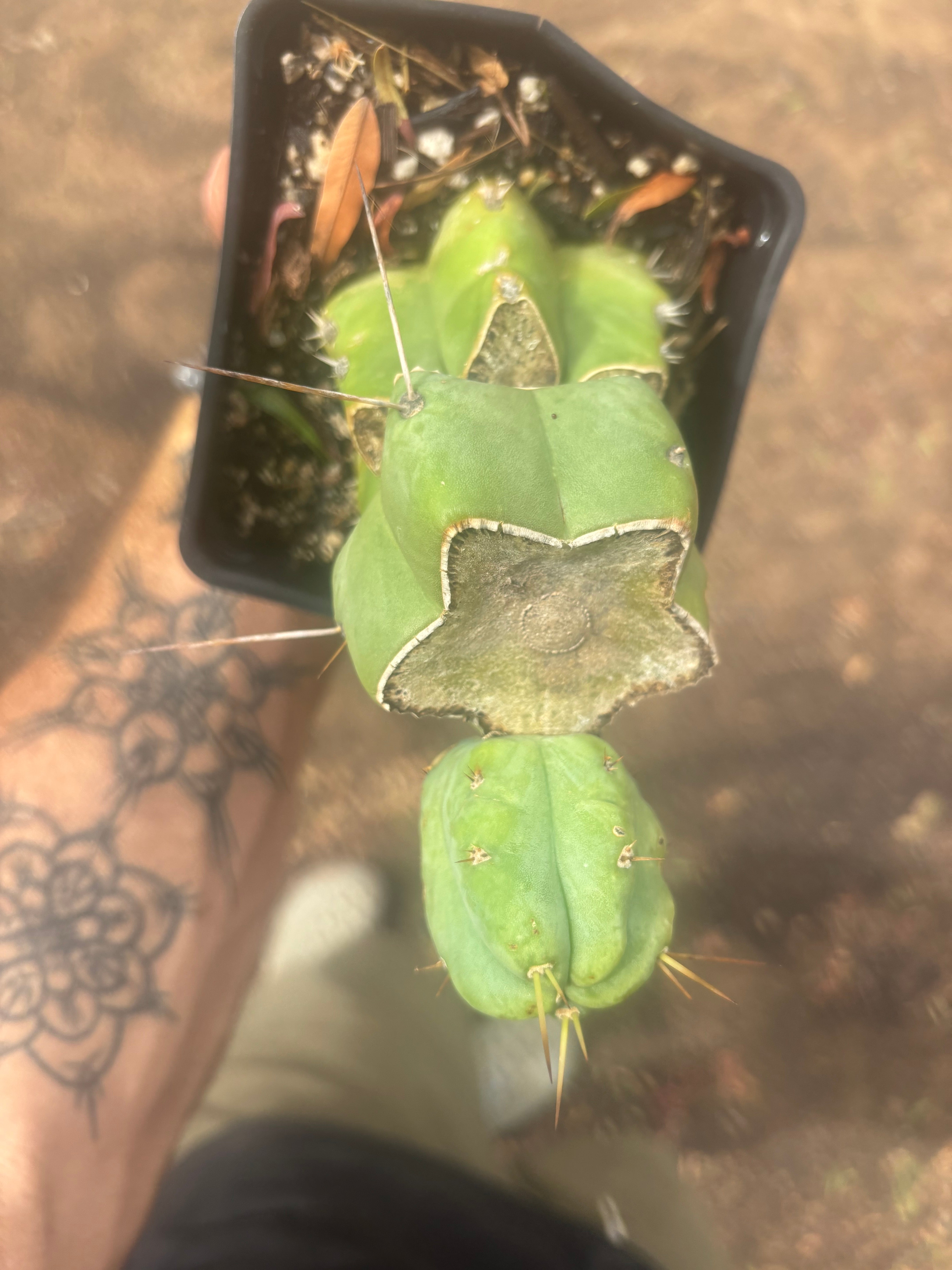 💎👑🌶️ Platform 9 3/4  — Established Puck Graft w/ Pup on Rooted PC