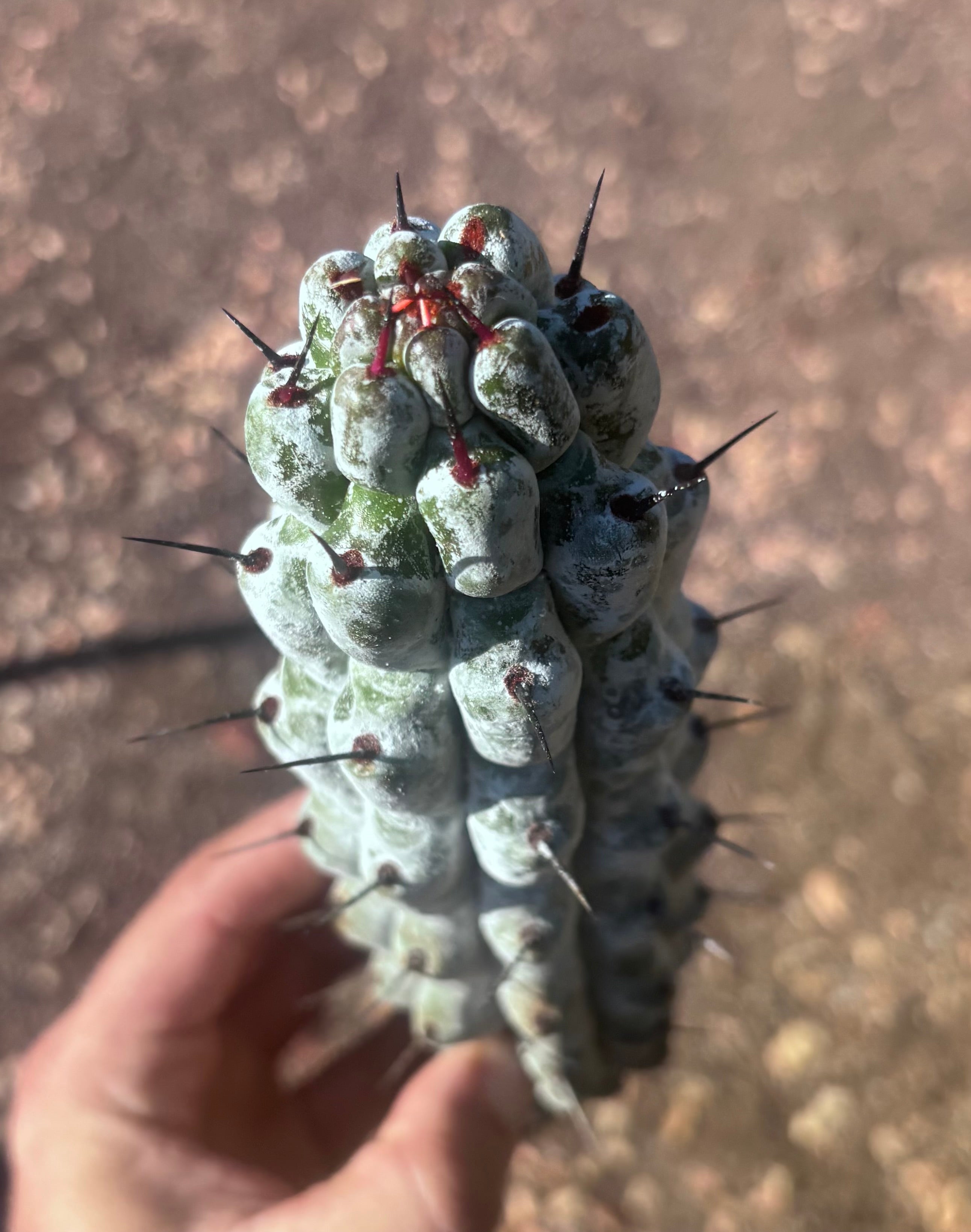 Stenocereus Beneckei — 10” Pup