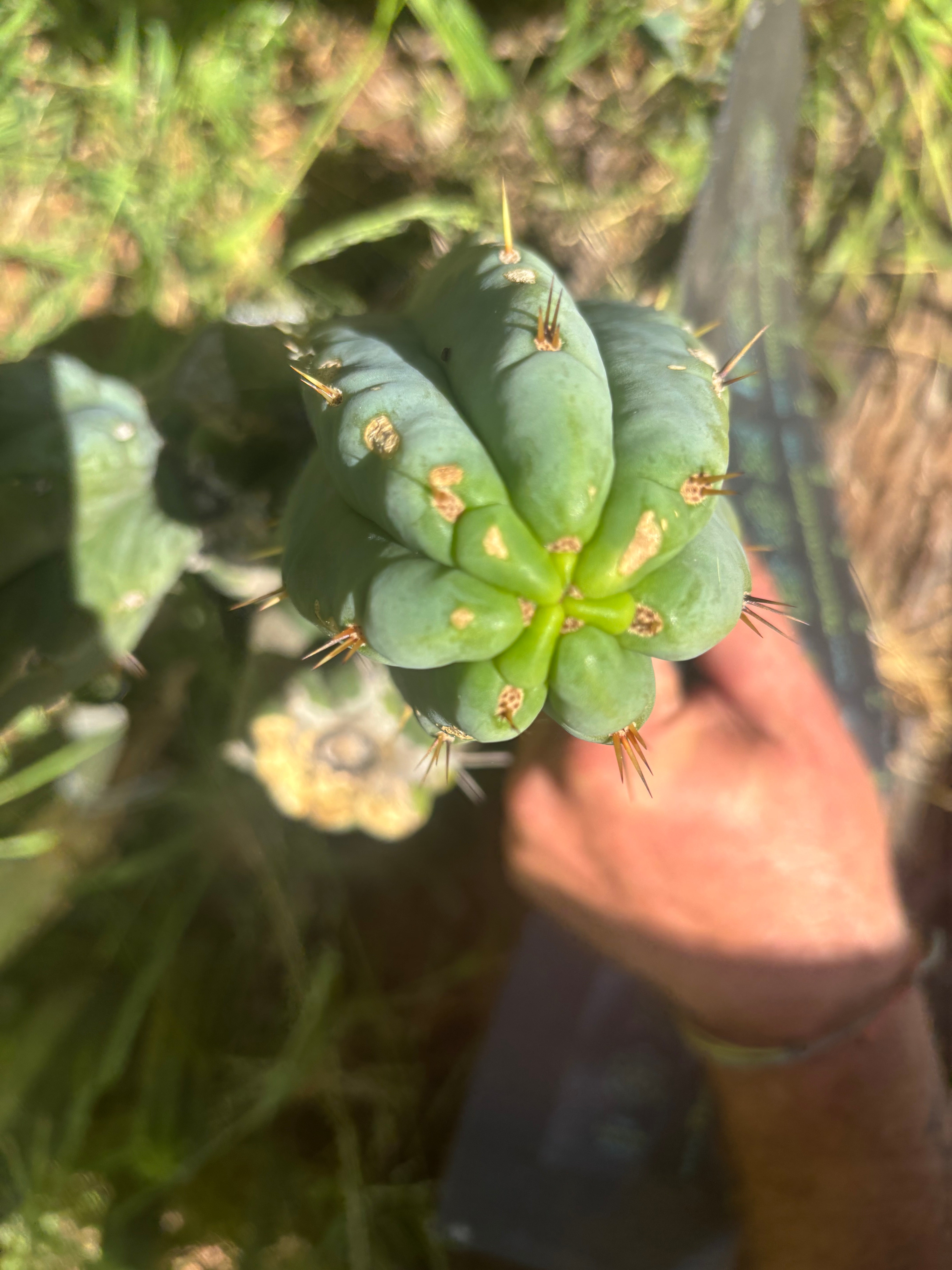 👑🌶️🌶️ Austy’s Bomb — 7” Tip