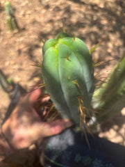 👑🌶️ MJC01  — 8.5” Pup