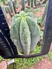 💎👑 MB Scop — *FAT* 10” Tip