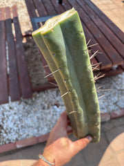 👑🌶️🌶️ Eileen — Massive 15” Mid