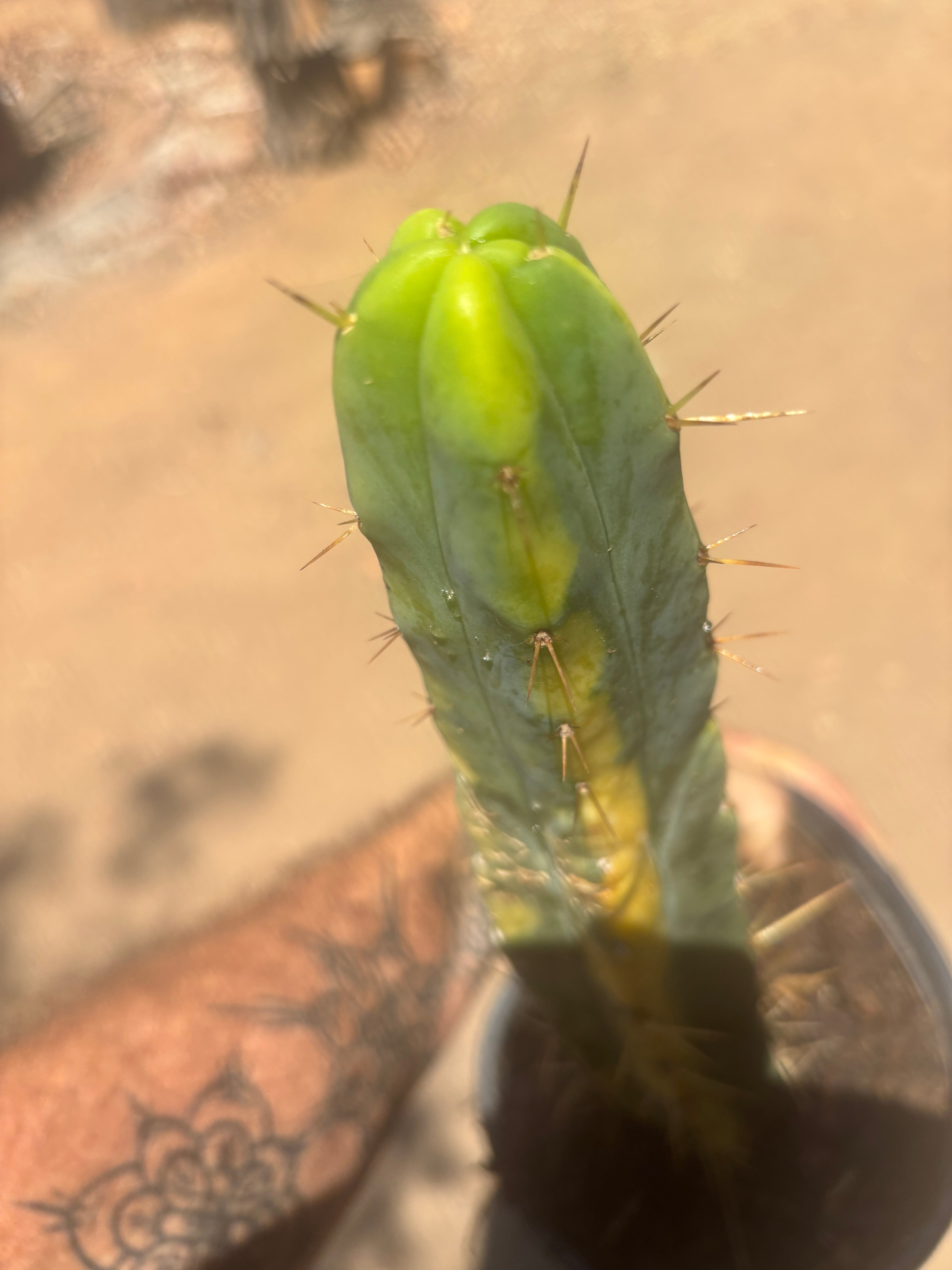 💎👑💎🌶️ Tinder — 6” Tip