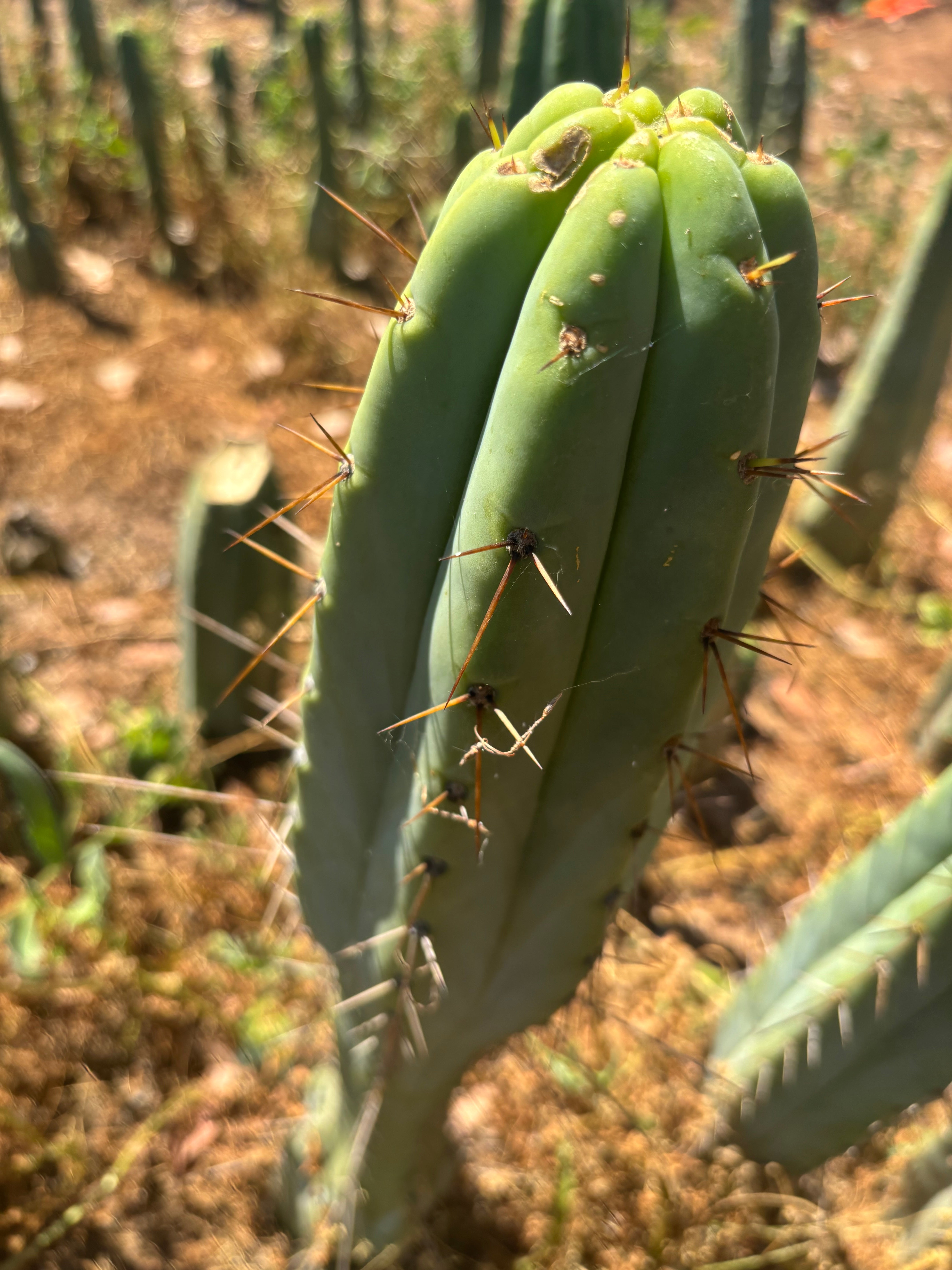 👑🌶️🌶️  Lumberjack — XL 14” Tip