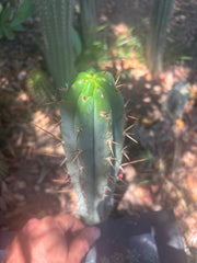 👑🌶️🌶️ Pala — 9” Tip Again