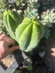 👑🌶️🌶️ Ogun — 9.5” Tip