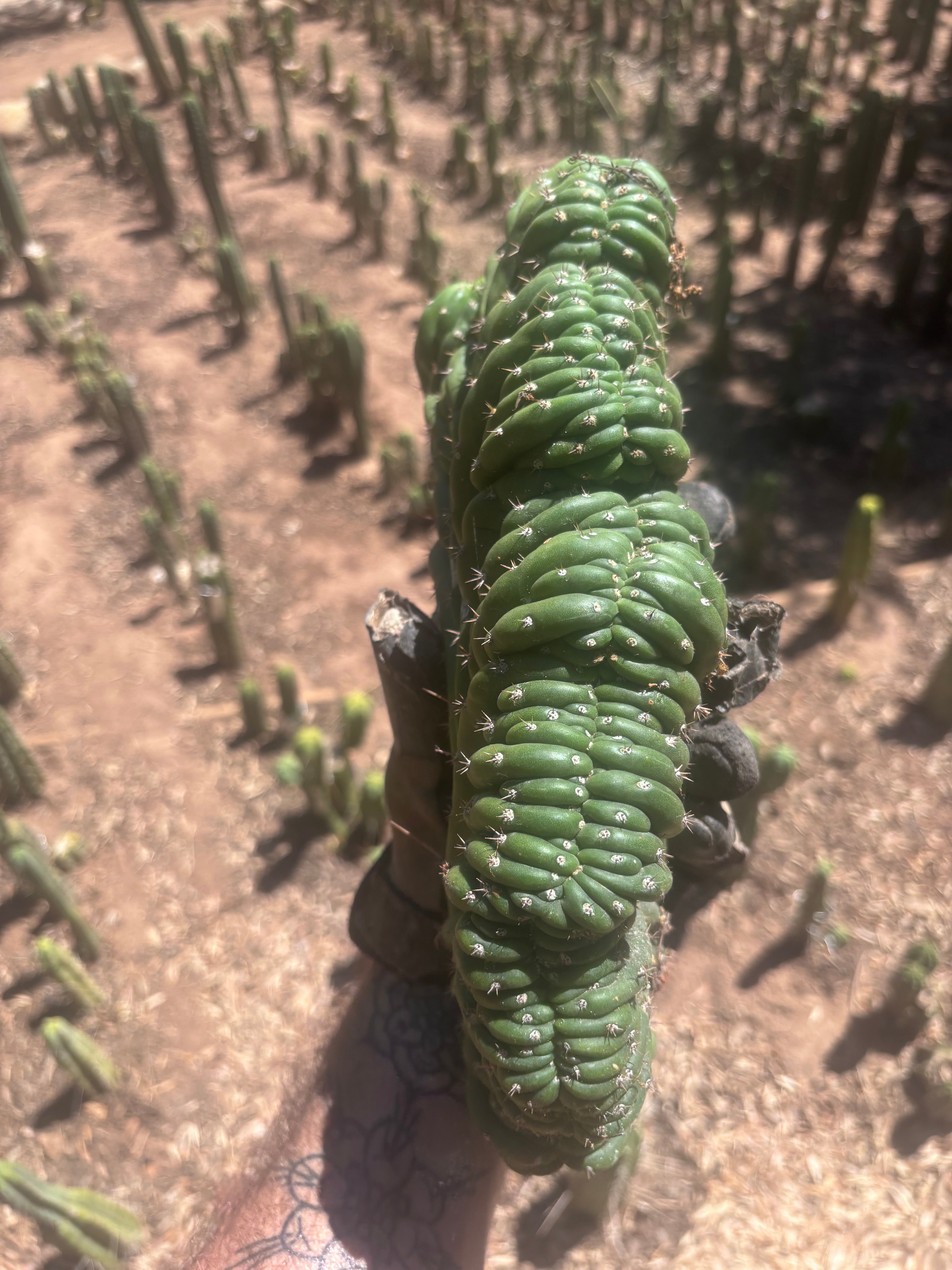 💎👑 TPMC — Large Crest