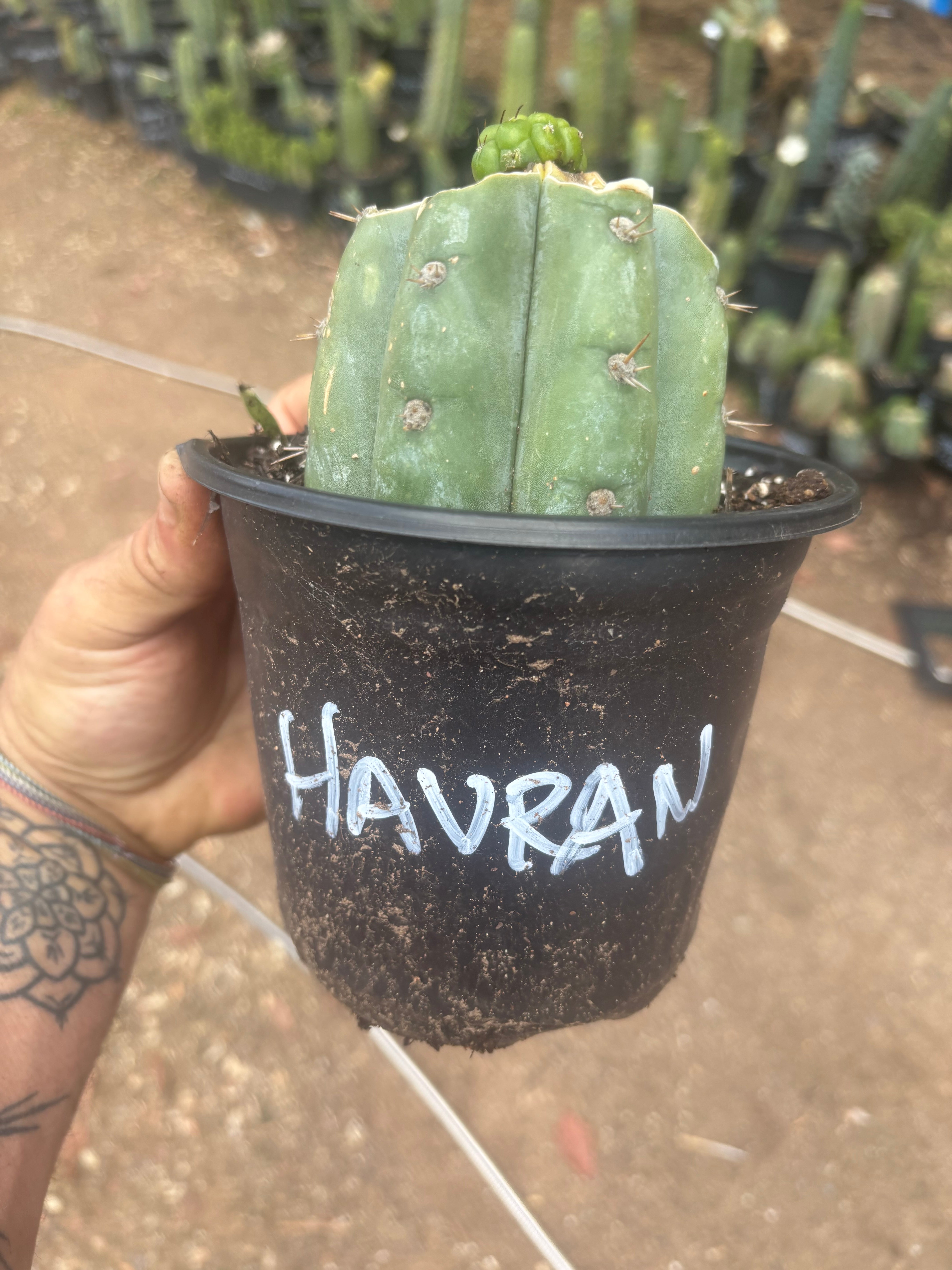 💎👑💎 Havran — Pup Graft on Rooted Shine01
