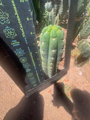 👑🌶️  Ichoca — 8” Tip
