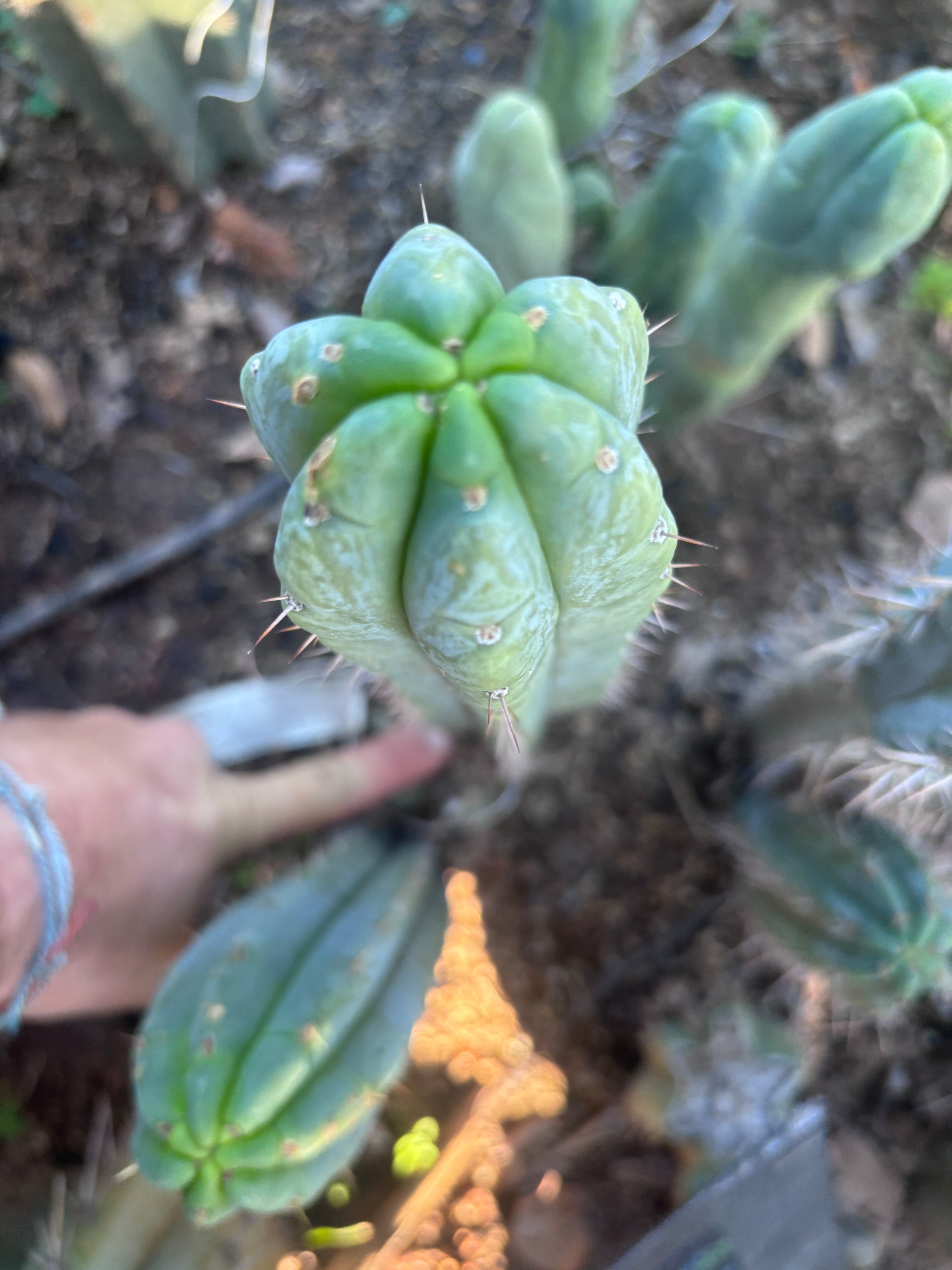 💎👑🌶️🌶️ Austy’s Bomb — 10” Pup
