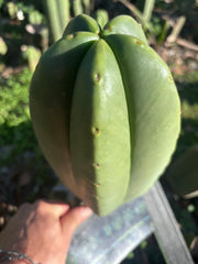 💎👑🌶️ Zulk — XL 11” MELON Pup