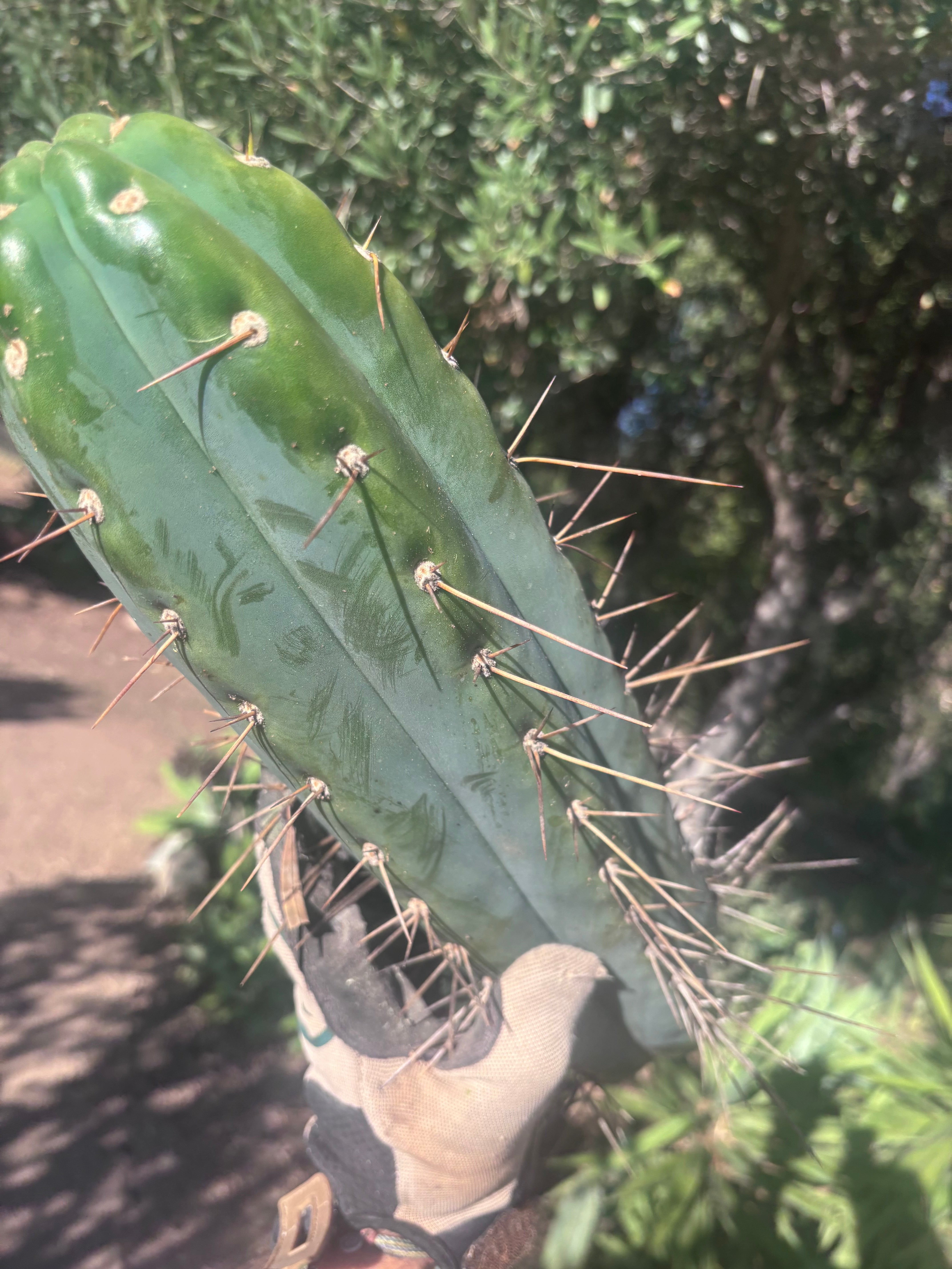 🌶️ SS02 x Kimura’s Spiny Giant  — Another Massive 16” Tip