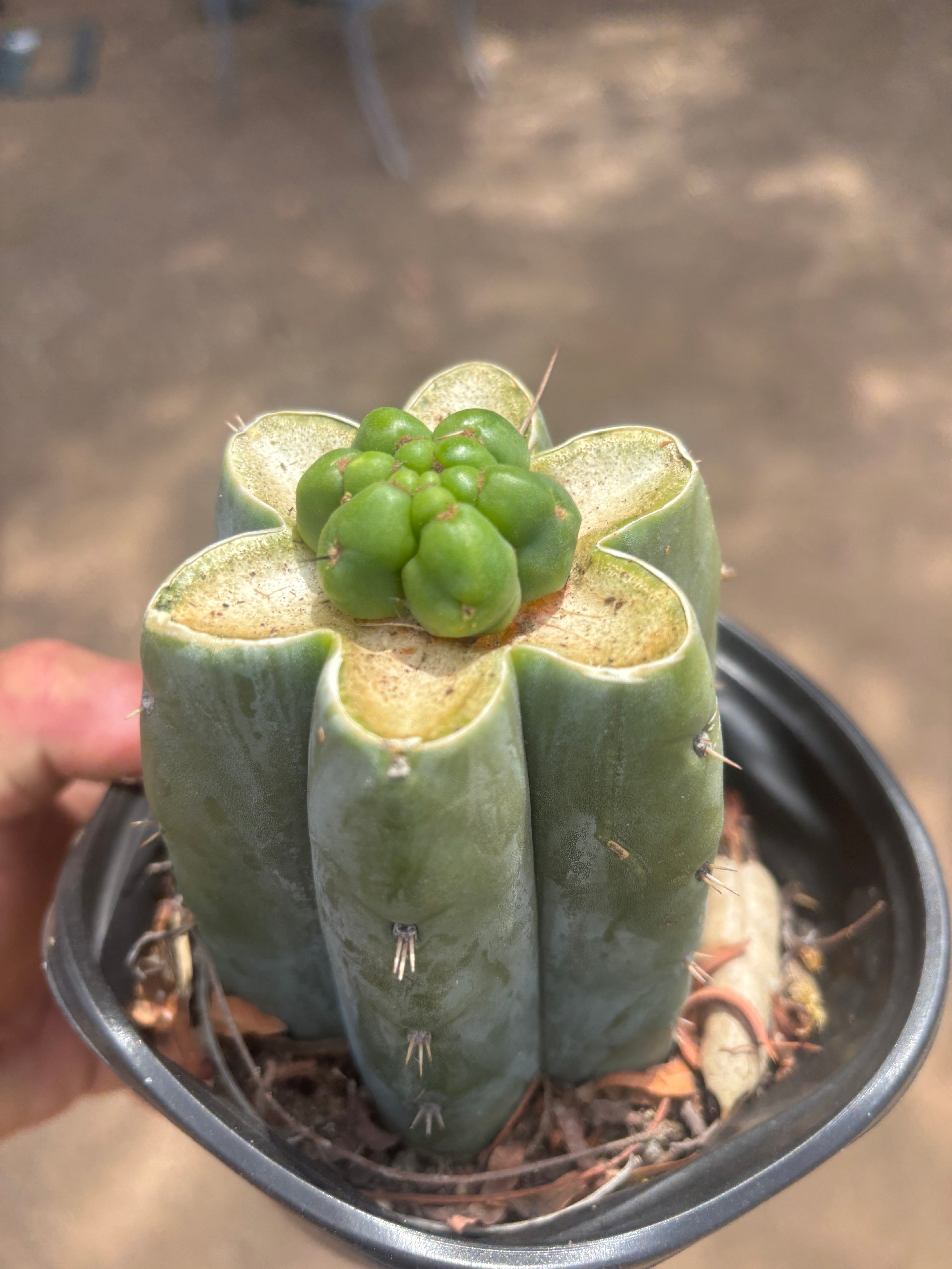 💎👑💎 Havran — Pup Graft on Rooted Shine01