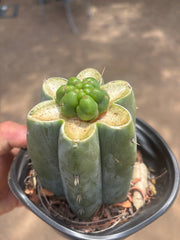 💎👑💎 Havran — Pup Graft on Rooted Shine01