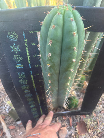 💎👑🌶️ Kimnach — XL 16” Pup