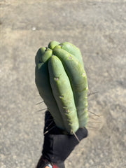 👑💎🌶️🌶️ Eileen — *Thick* 16” Tip