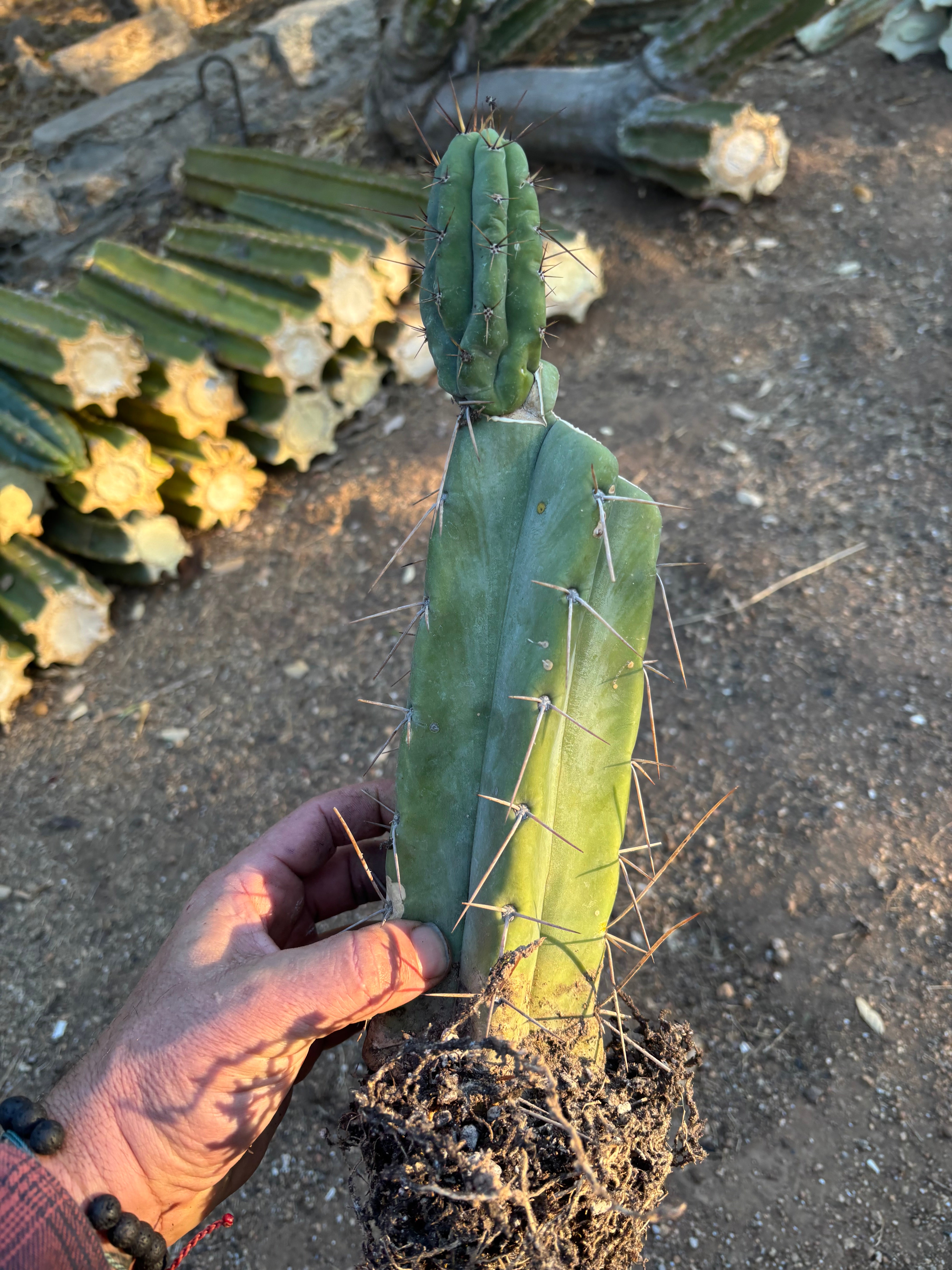 👑🌶️ Lumberjack— Rooted Mid w/Pup
