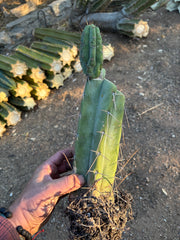 👑🌶️ Lumberjack— Rooted Mid w/Pup