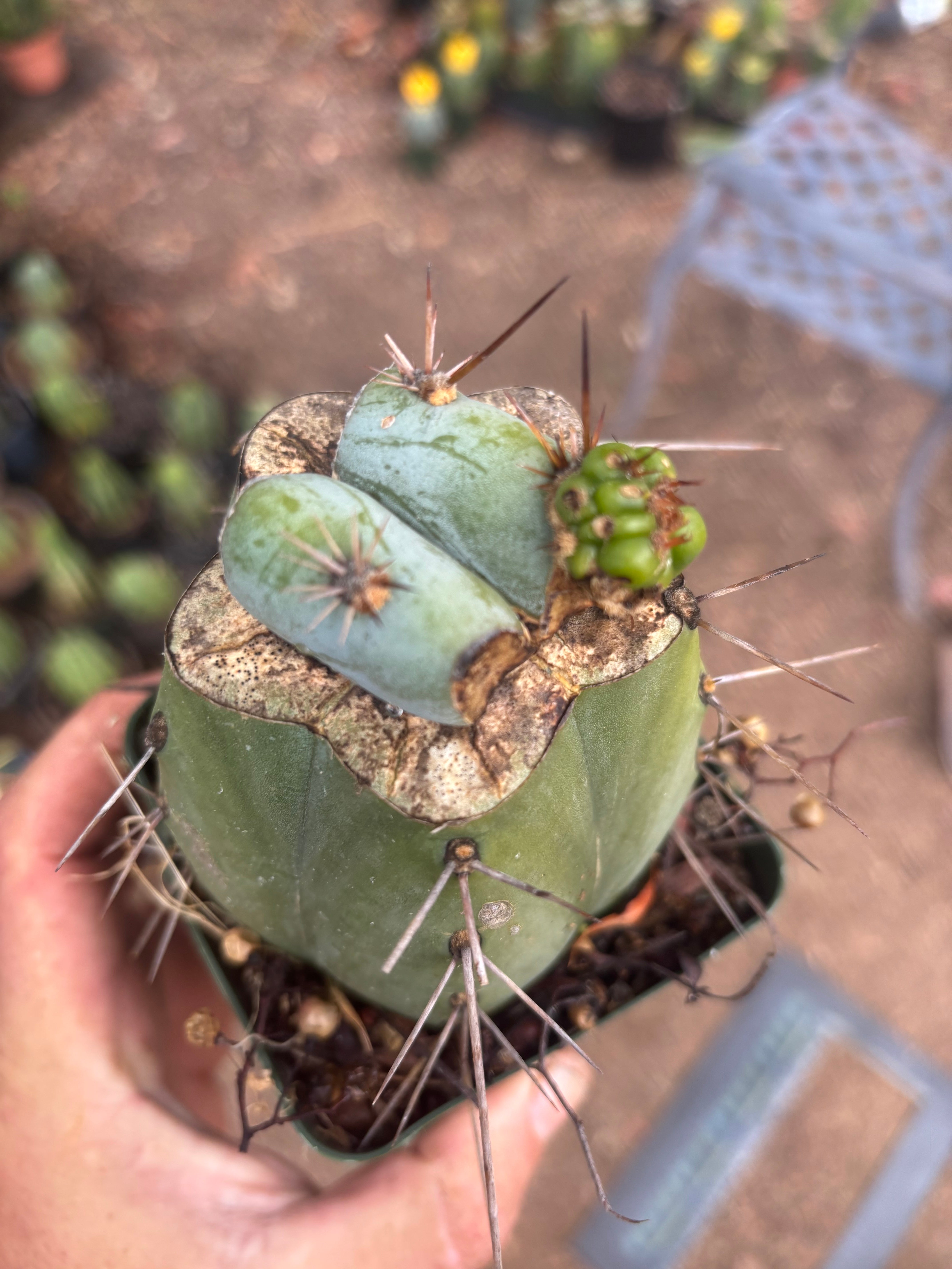 💎👑  Monassa Blue — Pupping Slab Graft on Rooted Hammer