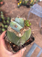 💎👑  Monassa Blue — Pupping Slab Graft on Rooted Hammer