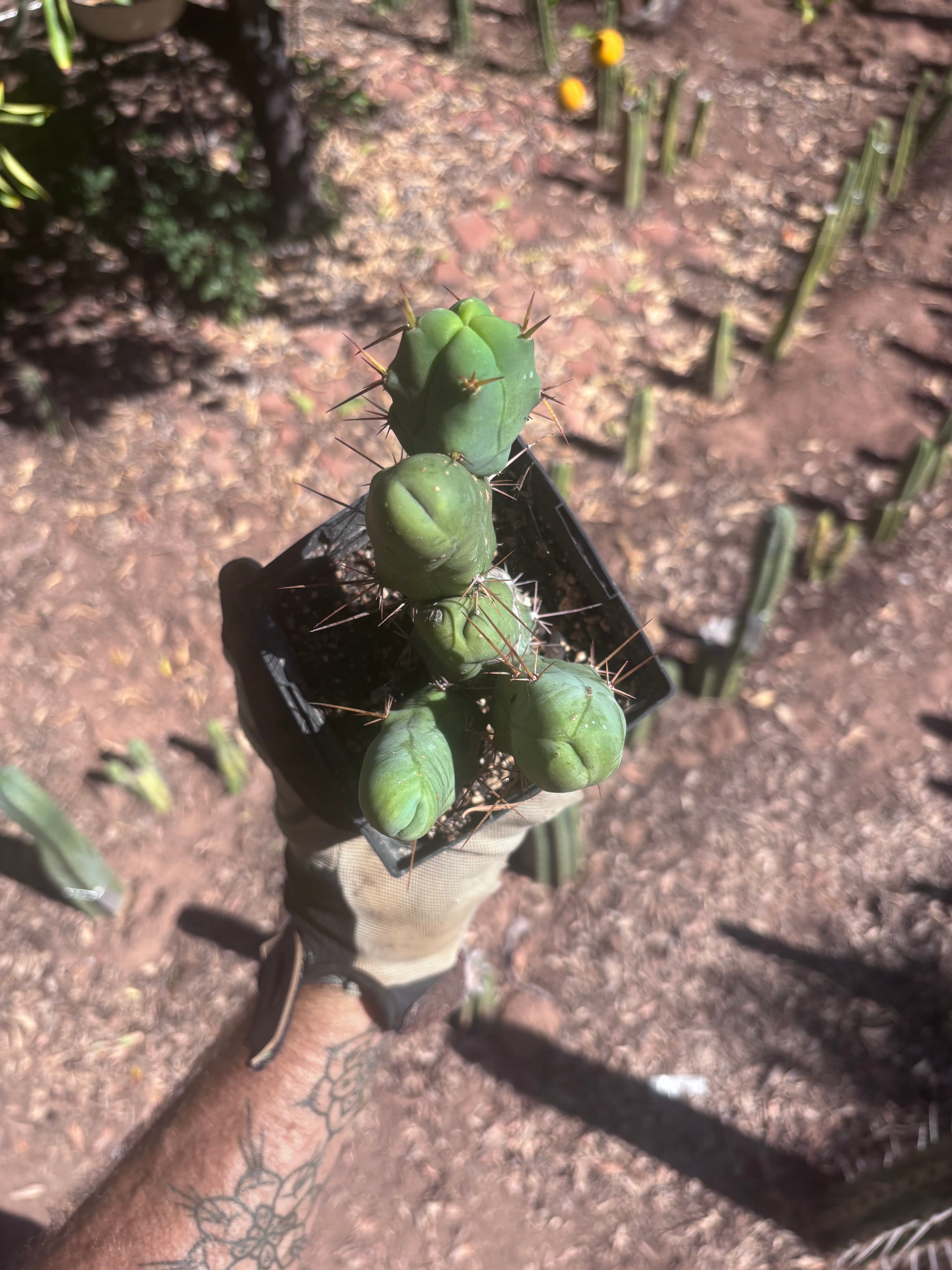 👑🌶️🌶️  TBM Clone B — Fully Rooted