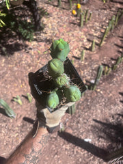 👑🌶️🌶️  TBM Clone B — Fully Rooted