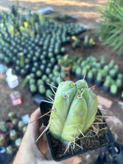 👑🌶️  Jiimz Strong Spine — Rooted Tip
