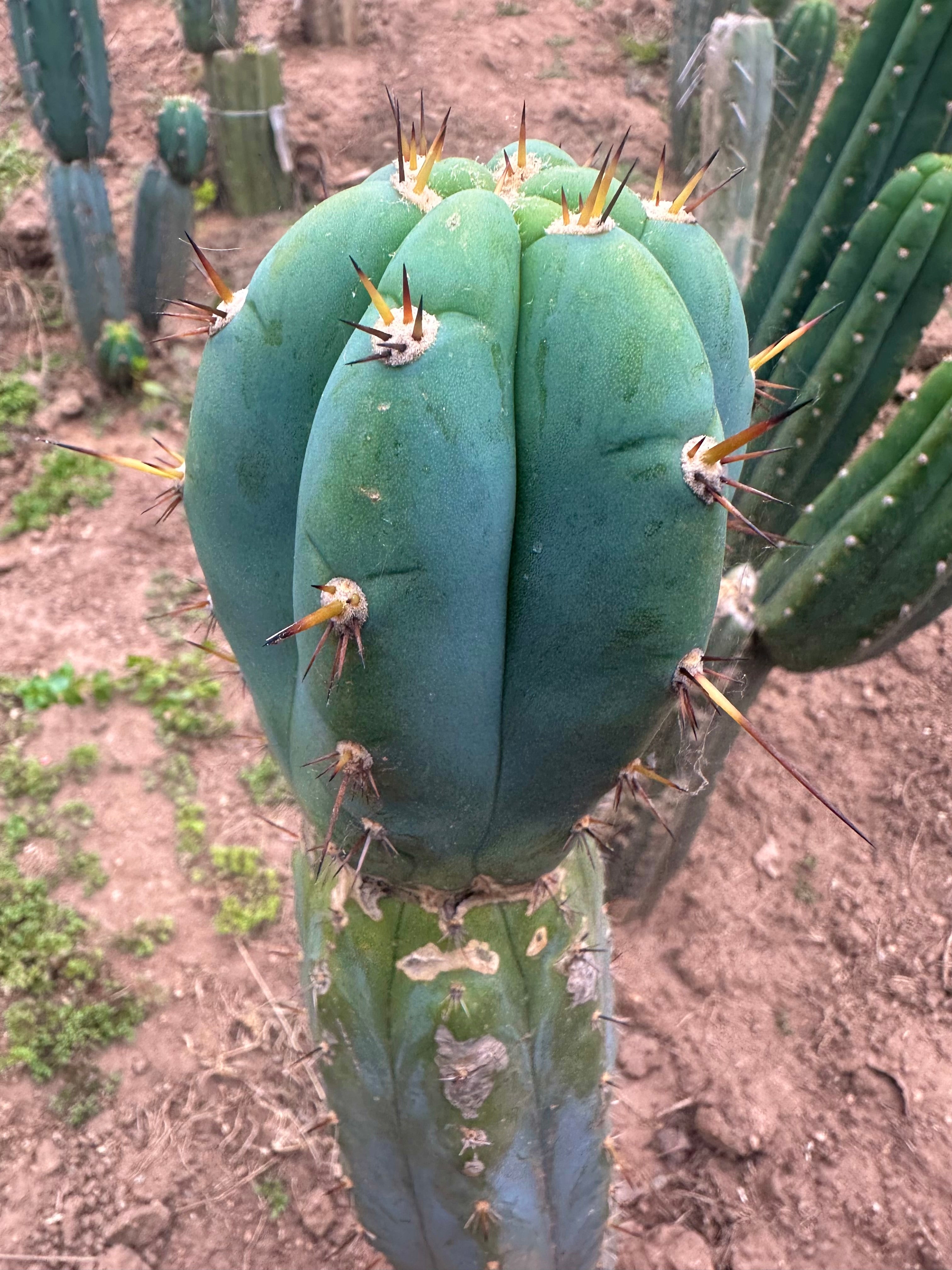 💎👑🌶️💎  Hyperspace Pixie! — 8” Tip