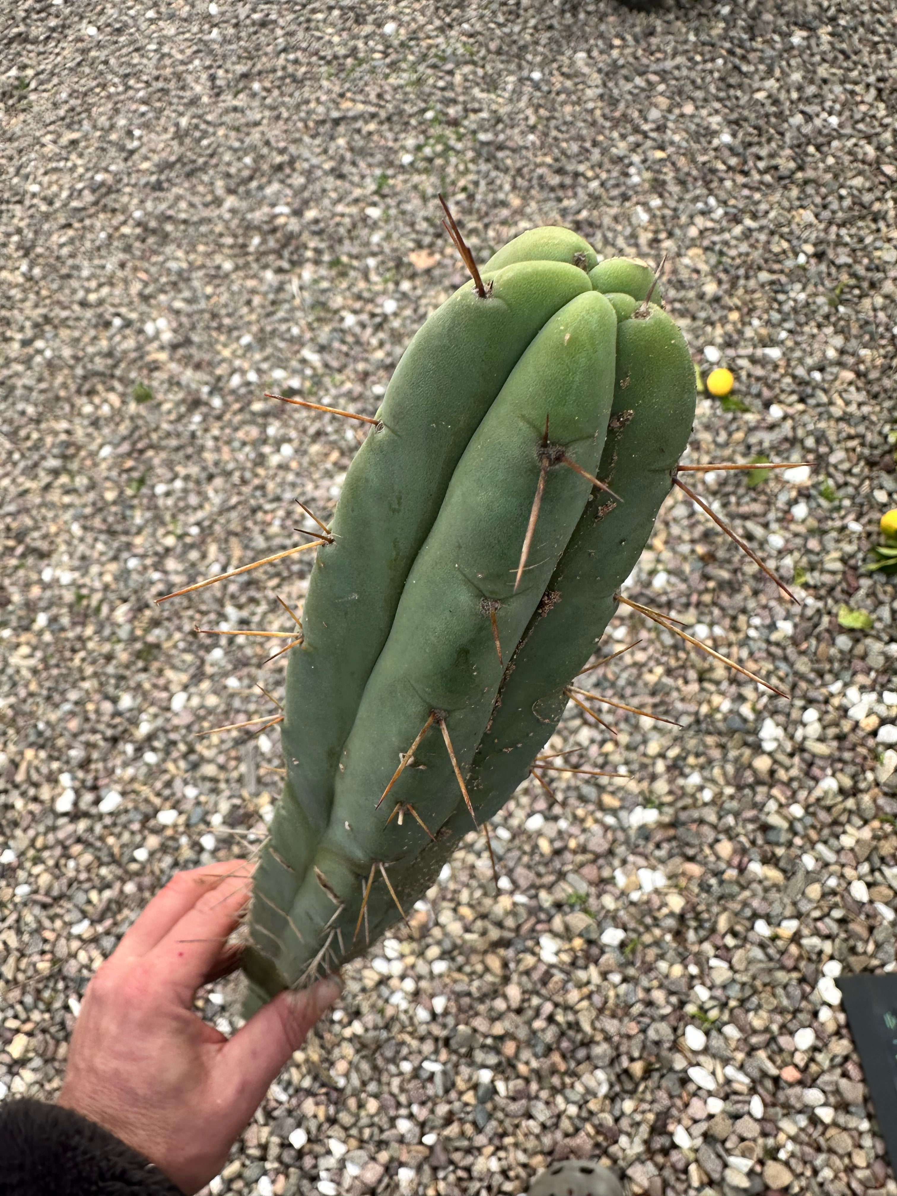 🌶️🌶️ Dulzura 12” MIDS