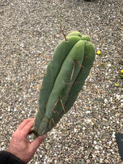 🌶️🌶️ Dulzura 12” MIDS