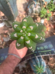 💎🦄 JS444 x Pluto (Cross Genus!) — 9” Tip