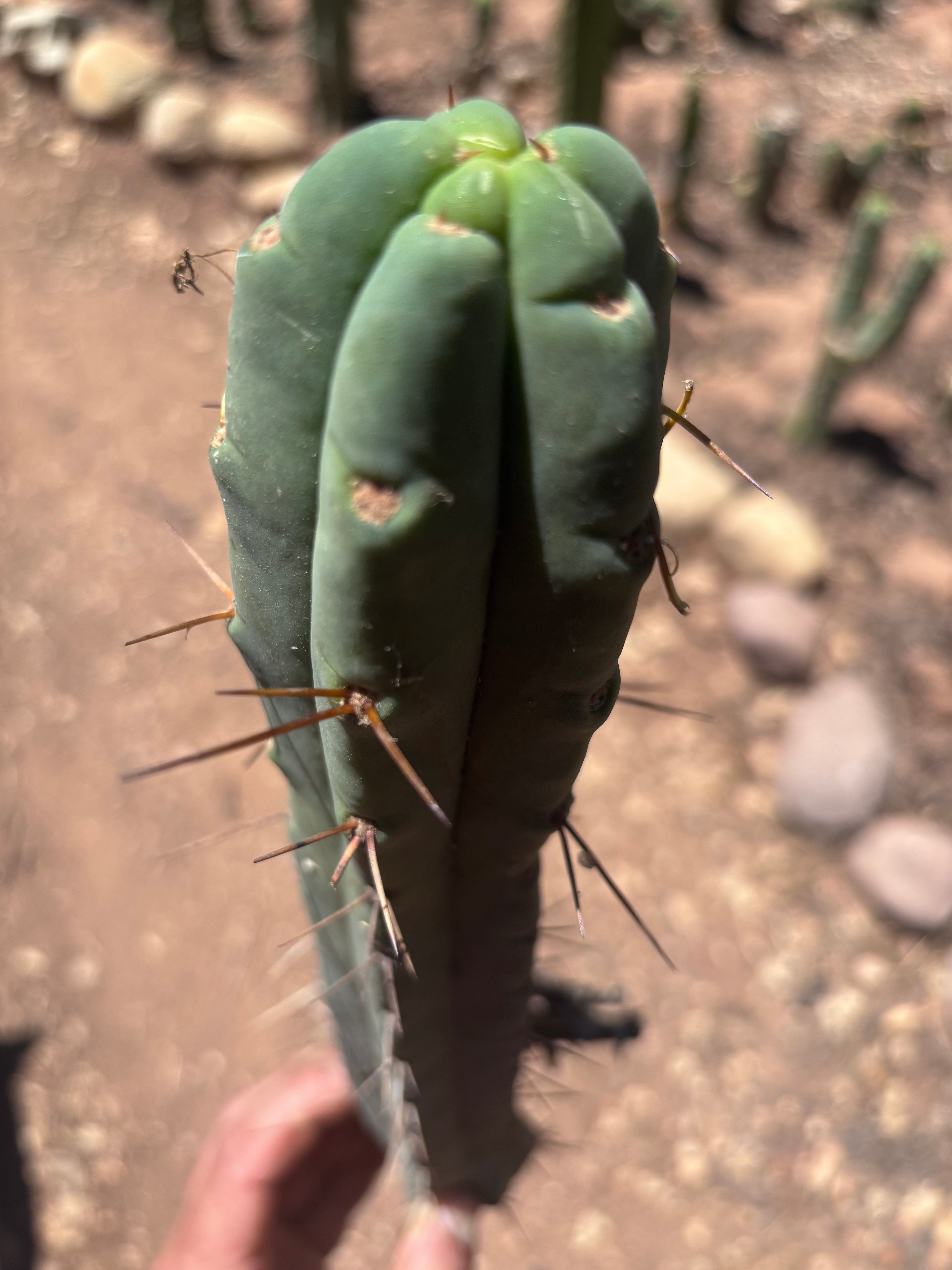 👑🌶️🌶️ Dulzura — 12” Tip