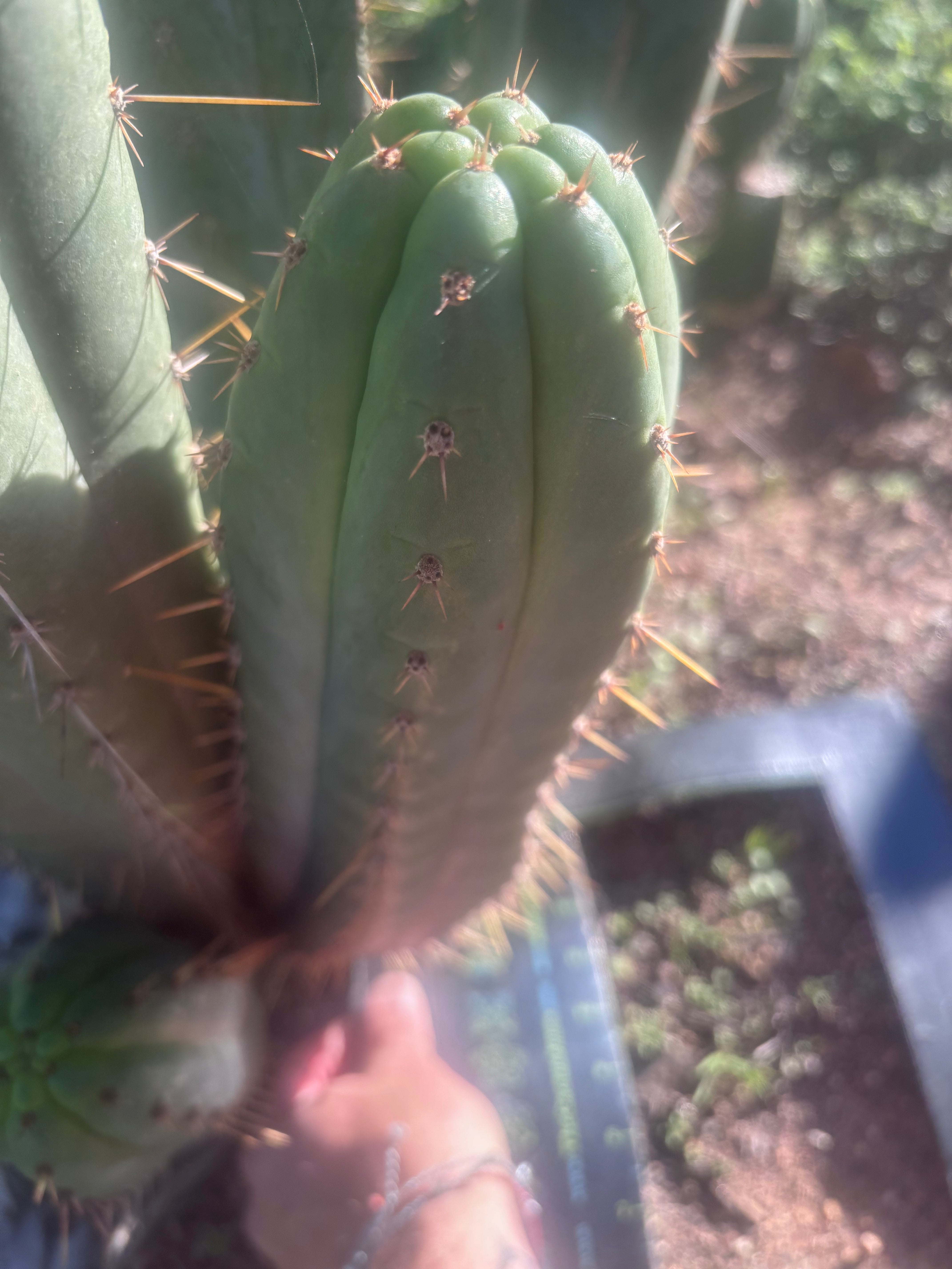 💎👑🌶️ Kimnach — Beefy XL 14” Pup