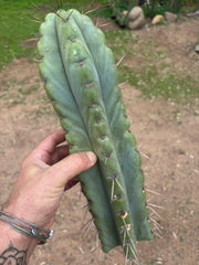 💎🌶️ NOM — XL 14” Tip