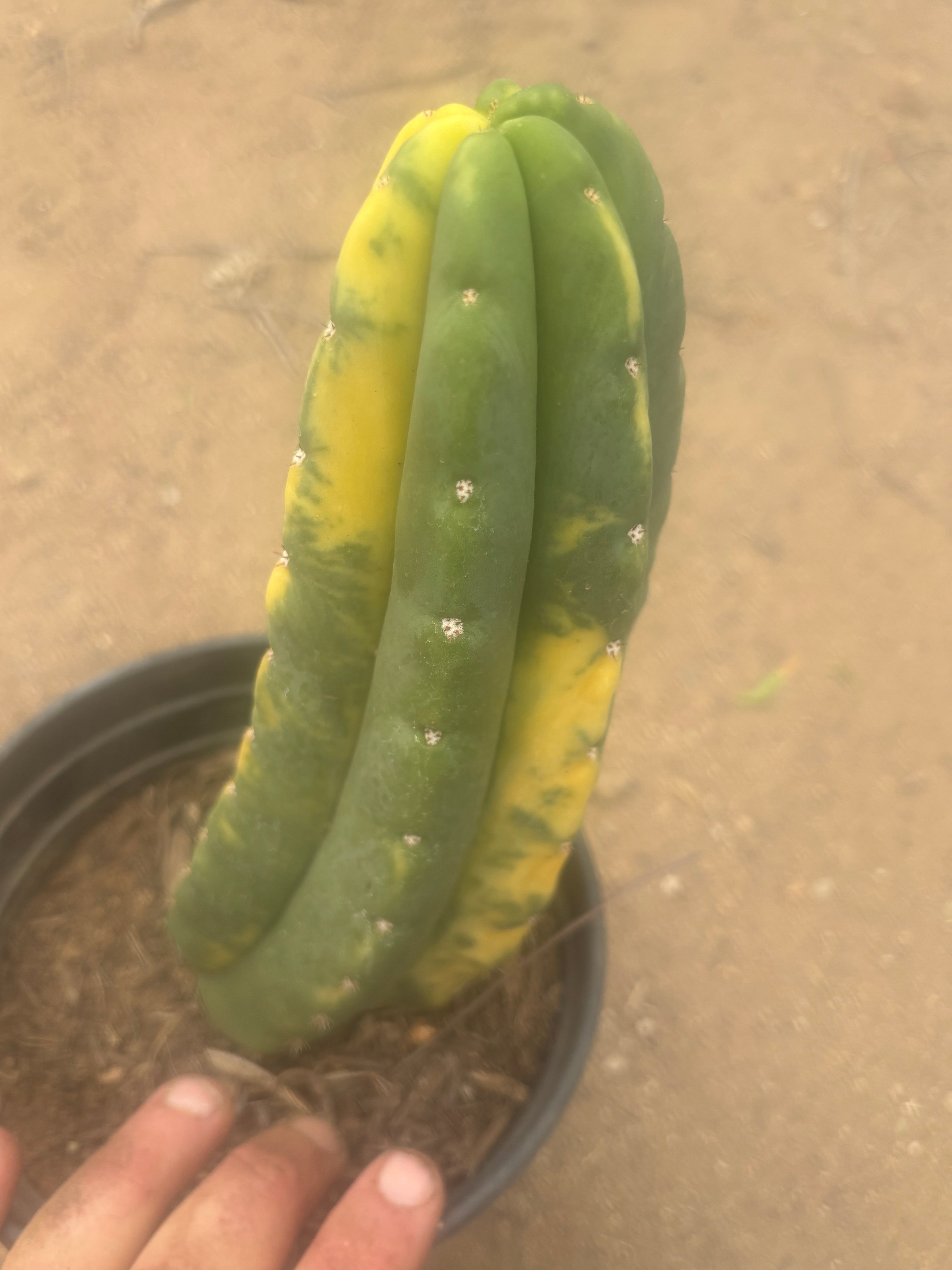 💎🔰💎💎 FVV3  — Fully Rooted 8” Pup