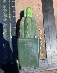 👑💎 Grecas Tip Graft — Rooted / Whole